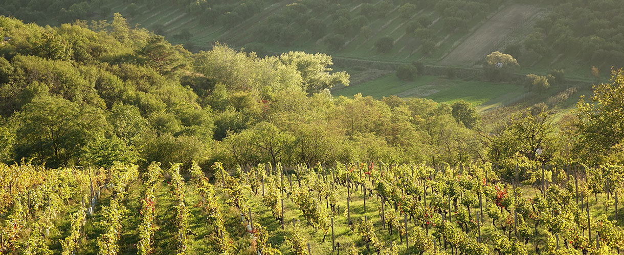 Czechy i Morawy Południowe: weekend w krainie wina. fot. © Filip Hlavinka, Barents.pl
