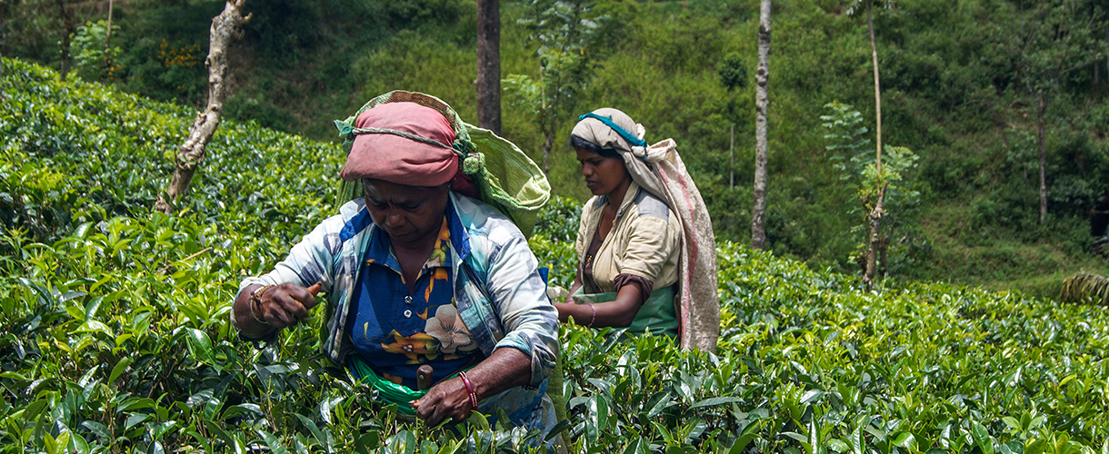 Sri Lanka: Budda, herbata i słonie fot. © Małgosia Busz, Barents.pl