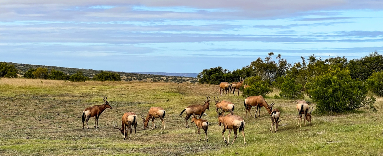 Aktywna wycieczka do RPA: Kapsztad, Garden Route i Park Krugera fot. © Roman Stanek, Barents.pl