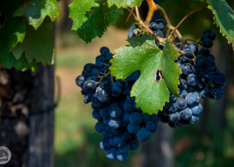 Wino jeszcze w stałej postaci. fot. Juztyna Zając "Jak widzę świat" z Barents.pl