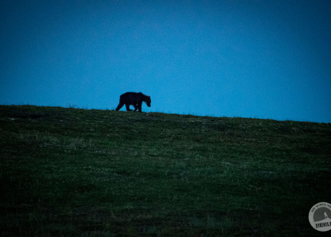 Kamchatka: In the Land of Volcanoes © Roman Stanek, Barents.pl 2017