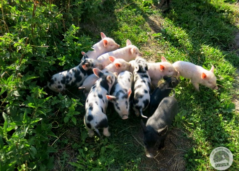 Cuties :-). Hiking in Georgia: light travelling in Svaneti. © Barents.pl Active Travel Agency