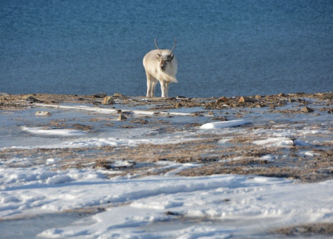 Arktyczna majówka na Spitsbergenie fot. © Martin Fiala, Barents.pl Arktyczna majówka na Spitsbergenie fot. © Martin Fiala, Barents.pl