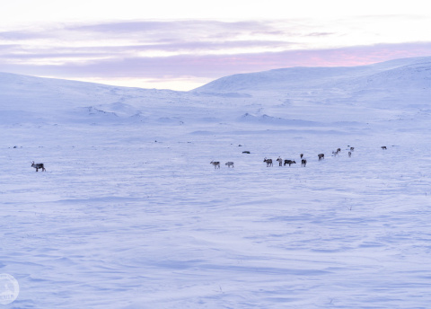 Finlandia: Sylwestrowe wycieczki na biegówkach w Laponii Fot. © Alek Styrna, pilot Barents.pl Finlandia: Sylwestrowe wycieczki na biegówkach w Laponii Fot. © Alek Styrna, pilot Barents.pl