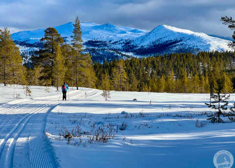 Biegówki w Norwegii: Park Narodowy Rondane fot. © Alek Styrna, pilot Barents.pl