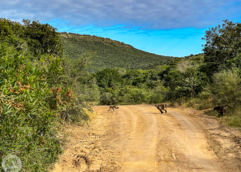 Aktywna wycieczka do RPA: Kapsztad, Garden Route i Park Krugera fot. © Roman Stanek, Barents.pl