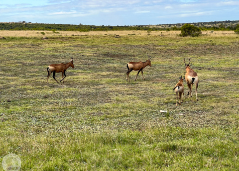 Aktywna wycieczka do RPA: Kapsztad, Garden Route i Park Krugera fot. © Roman Stanek, Barents.pl