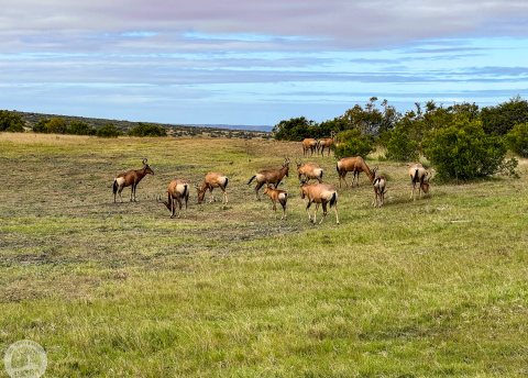Aktywna wycieczka do RPA: Kapsztad, Garden Route i Park Krugera fot. © Roman Stanek, Barents.pl
