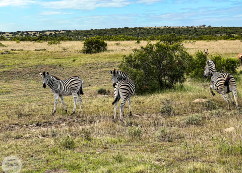 Aktywna wycieczka do RPA: Kapsztad, Garden Route i Park Krugera fot. © Roman Stanek, Barents.pl