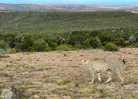 Aktywna wycieczka do RPA: Kapsztad, Garden Route i Park Krugera fot. © Roman Stanek, Barents.pl