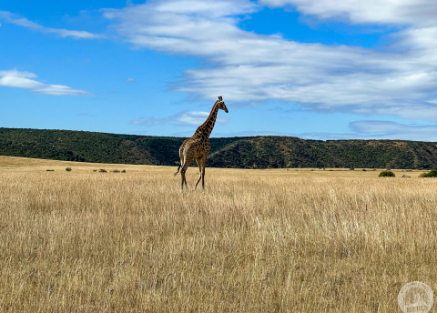 Aktywna wycieczka do RPA: Kapsztad, Garden Route i Park Krugera fot. © Roman Stanek, Barents.pl