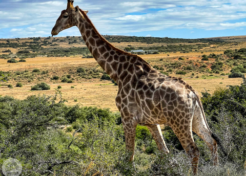 Aktywna wycieczka do RPA: Kapsztad, Garden Route i Park Krugera fot. © Roman Stanek, Barents.pl