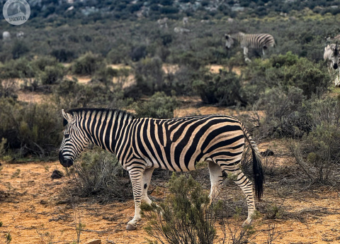 Aktywna wycieczka do RPA: Kapsztad, Garden Route i Park Krugera fot. © Roman Stanek, Barents.pl