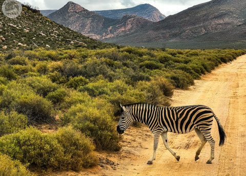 Aktywna wycieczka do RPA: Kapsztad, Garden Route i Park Krugera fot. © Roman Stanek, Barents.pl