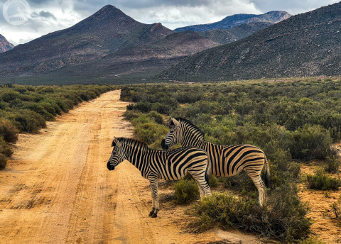 Aktywna wycieczka do RPA: Kapsztad, Garden Route i Park Krugera fot. © Roman Stanek, Barents.pl