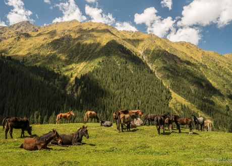 Trekking w Kirgistanie wśród Gór Niebiańskich, sierpień 2016 r. fot. © Magda Załoga, Barents.pl