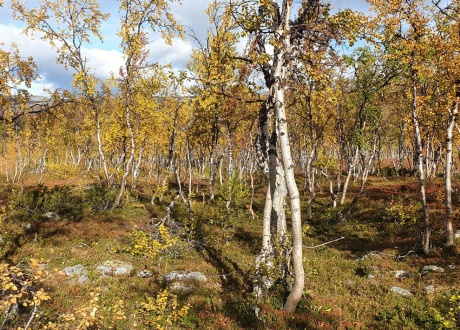 Finlandia: trekking przez jesienną tundrę Laponii fot. © Mateusz Kuszela, Barents.pl
