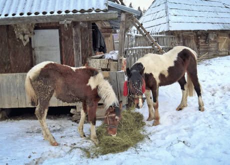 Sylwester i Nowy Rok na ukraińskim Zakarpaciu fot. © Marzena Potaczała dla Barents.pl