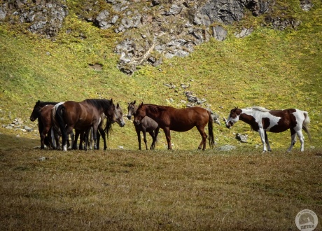 Jeden z najpiękniejszych elementów kirgiskiego krajobrazu. fot. © Ola Siemiradzka, Barents.pl