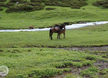 Konie. Stały element kirgiskiego krajobrazu. Trekking w Kirgistanie. Wśród Gór Niebiańskich. © Natálie Raclavská, czerwiec 2017 r., Barents.pl