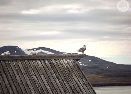 Spitsbergen: BIAŁE, zimna wyspa Spitsbergen. Śladami książki z autorką Iloną Wiśniewską © fot. Krzysiek Gajder z Barents.pl