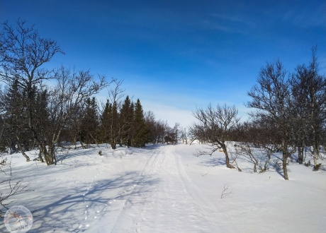 Szwecja: na biegówkach w Dolinie Ljungdalen, edycja 2021. Fot. © Mateusz Kuszela, Barents.pl