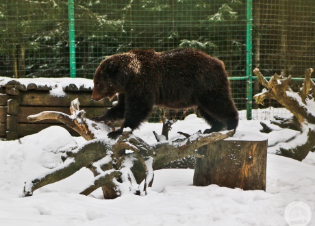 At a brown bear rehabilitation centre in Ukrainian Transcarpathia | fot. © Asia Filipkowska