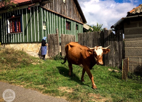 Banacka krowa. fot. © Małgosia Busz, Barents.pl