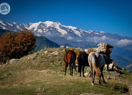 Konie w gruzińskich górach. Majówka w Gruzji © Roman Stanek Barents.pl