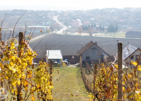 Czechy i Morawy Południowe: Sylwester w krainie wina fot. © Małgosia Busz, Barents.pl