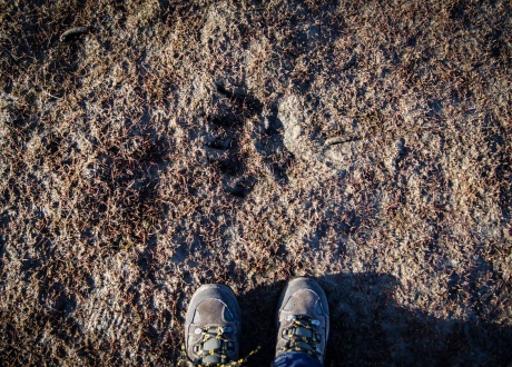 Stopa niedźwiedzia polarnego vs stopa człowieka (rozmiar 36). Fot. © Małgosia Busz, Barents.pl