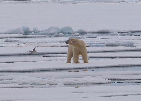 Niedźwiedź polarny - król Arktyki fot. © Jon Børge Karlsen, Barents.pl 2018