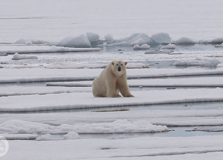 Spotkać niedźwiedzia polarnego jest ciężko. Ale jeśli już, to najlepiej z daleka. fot. © Jon Børge Karlsen, Barents.pl 2018
