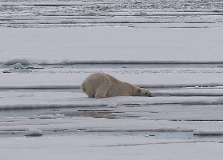 Niedźwiedzie polarne mają węch niemal doskonały fot. © Jon Børge Karlsen, Barents.pl 2018